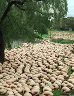Sheeple.webp