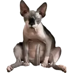 1752389817334.webp