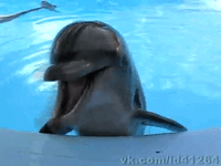 IMG_4147.gif