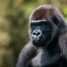 Dannevegas
